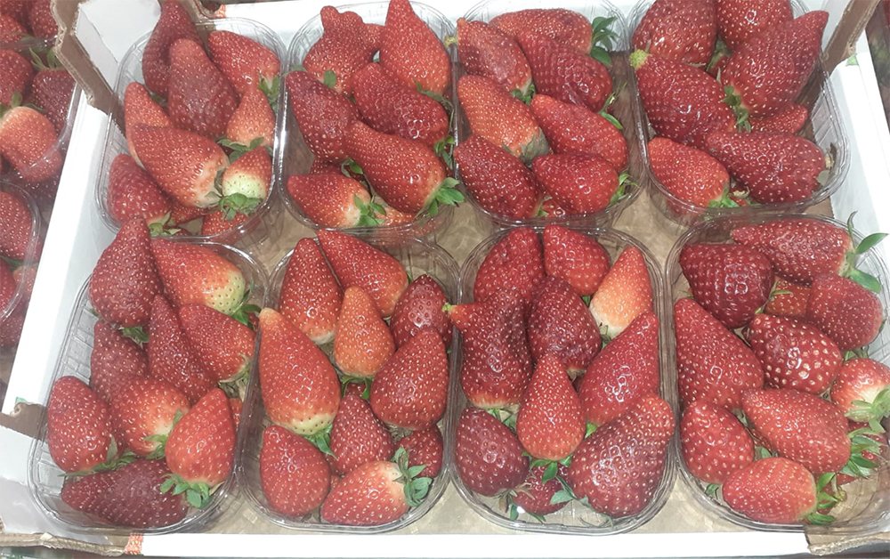 Fragole - Sicilia - 8,00 euro al collo